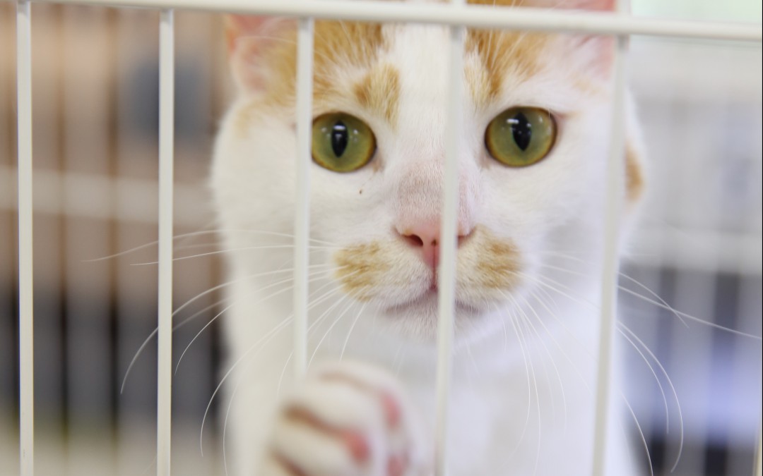 愛知県動物保護管理センターインタビュー第一回「なぜ、たくさんの動物が保護・収容されるの？」