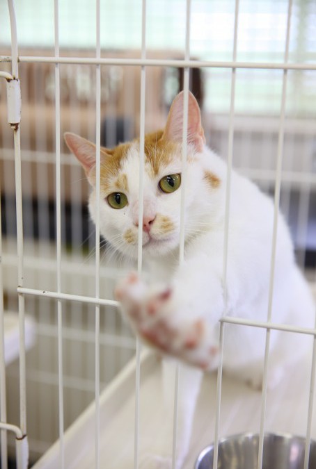 愛知県動物保護管理センターインタビュー第二回「不幸ないのちを生まないために」