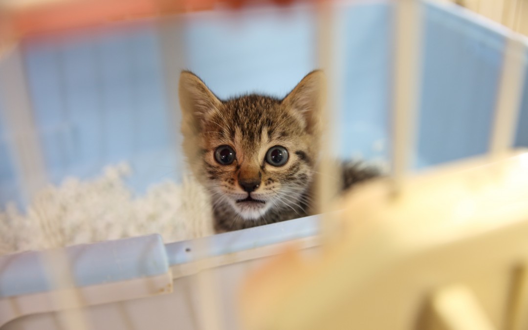 愛知県動物保護管理センターインタビュー第六回「災害時に大切なペットを守るために。」