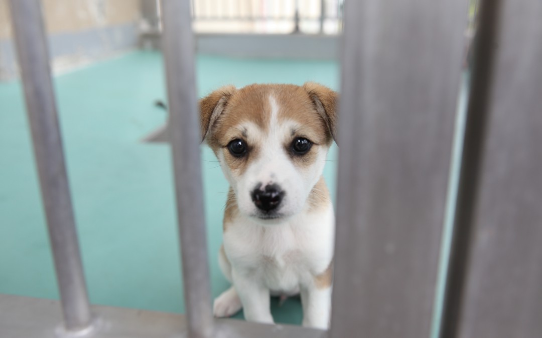 愛知県動物保護管理センターインタビュー第五回「保護動物を家族に迎え入れるにあたって。」