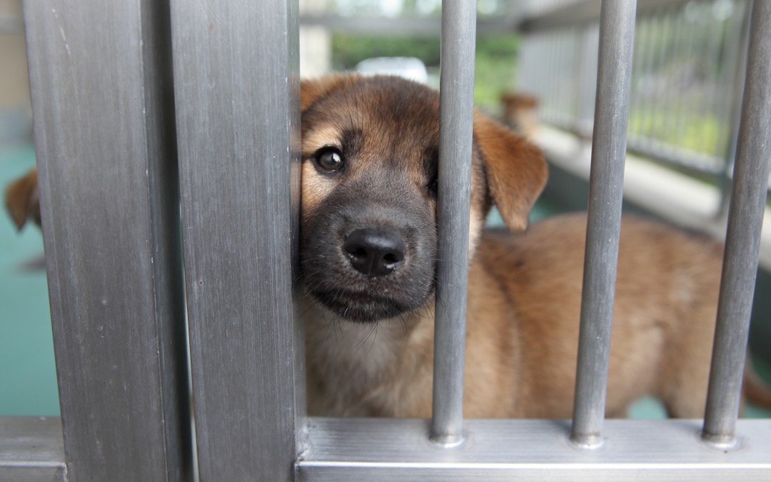 愛知県動物保護管理センターインタビュー第四回「なんとか少しでも生かしてあげたい。愛護団体に支えられて。」