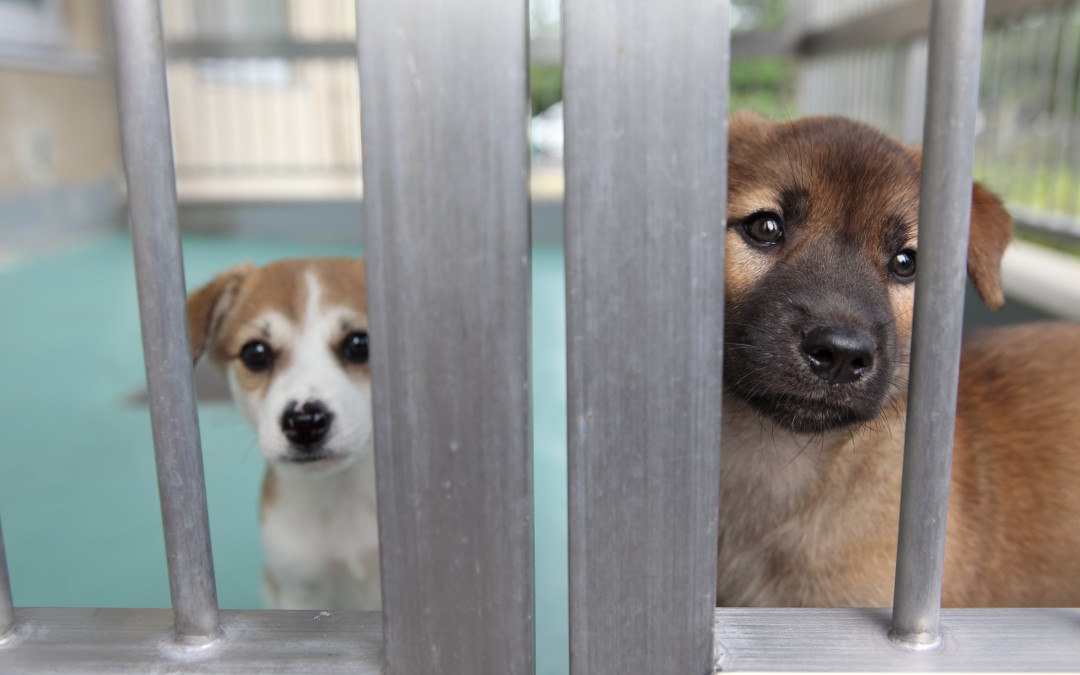 愛知県動物保護管理センターインタビュー第三回「譲渡数を増やすよりも、苦境におかれる動物を減らすほうが大切。」