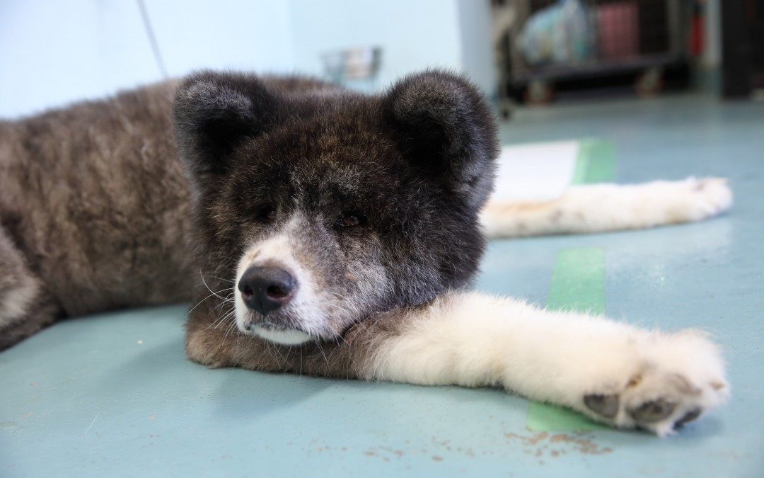 岡崎市動物総合センター・Animo(あにも)インタビュー第八回「アレルギーのある子もどう関わってもらえるのか。岡崎市内の年長児さんに来てもらうなかよし教室」