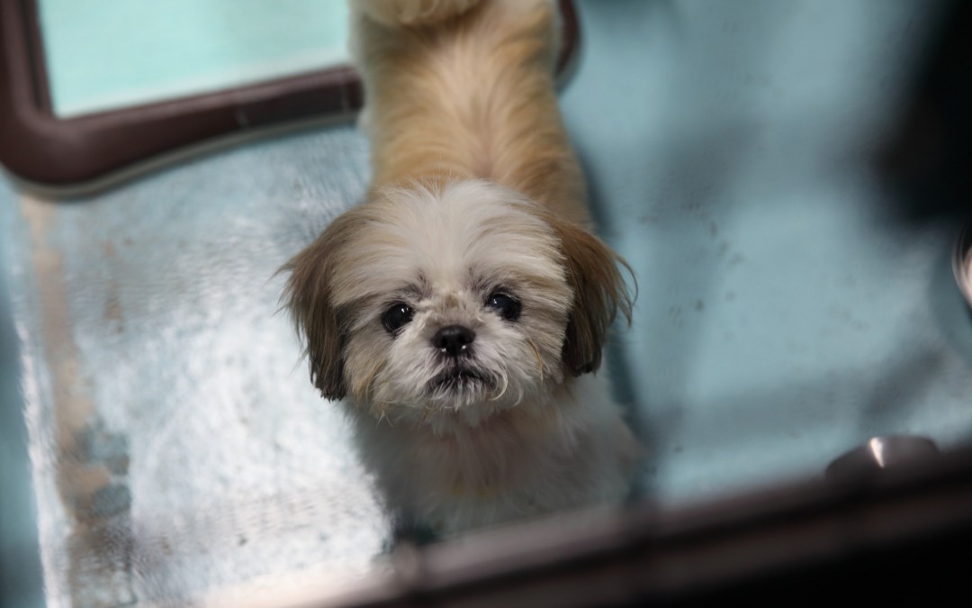 岡崎市動物総合センター・Animo(あにも)インタビュー第六回「大事なのは、どうしてここへ持ち込んだのかをきちんとヒアリングすること」