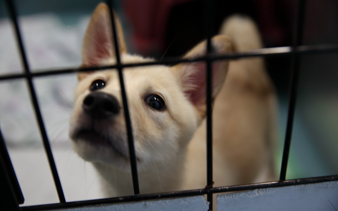 岡崎市動物総合センター・Animo(あにも)インタビュー第七回「早急な“ゼロ”ではなく、本来の “ゼロ”を目指す」