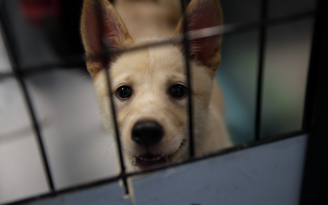 岡崎市動物総合センター・Animo(あにも)インタビュー第一回「県内で最も厳しい譲渡制限、55歳未満に込めた思い。」