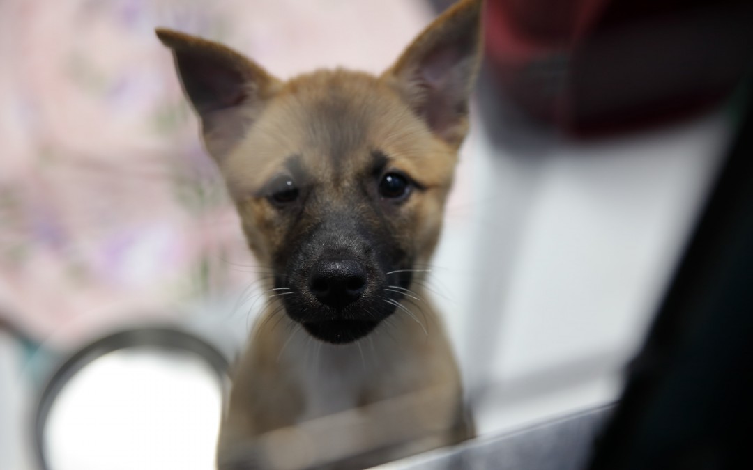 岡崎市動物総合センター・Animo(あにも)インタビュー第九回「路上で死んでいる動物と殺処分される動物って同じ死かな、死に違いがあるかな、どっちがかわいそう？」