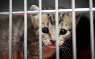 岡崎市動物総合センター・Animo(あにも)インタビュー第二回「猫の飼育レベルの底上げ。」