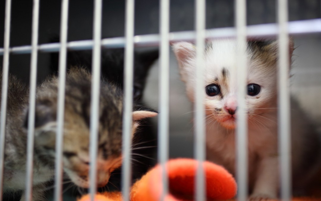 岡崎市動物総合センター・Animo(あにも)インタビュー第四回「飼い主がいない捨て猫のら猫への対処法は。」