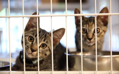 岡崎市動物総合センター・Animo(あにも)インタビュー第三回「飼い猫か、のら猫か、境界線があいまいな猫たち。」