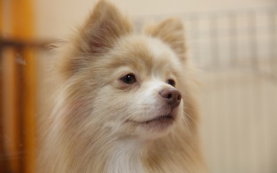名古屋市動物愛護センターインタビュー第三回：名古屋市の野犬は数年前に払底。捕獲犬の返還率67％でもあとの33％はどこからきたの？