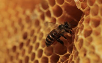 ミツバチの大家さんになってみませんか？家賃はハチミツと蜜ろうです。（後半）